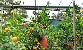 Hàng độc quất bonsai giá chục triệu cho thuê chơi Tết 