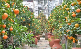 [VIDEO] Cận cảnh vườn quất độc đáo ở Hà thành