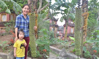 Cây chuối nằm ở trong khuôn viên của chùa Keo.