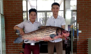 Anh Đỗ Hoàng Việt, chủ nhà hàng này cho biết, con cá Hô quý hiếm nặng khoảng 32kg được mua với giá 50 triệu đồng. 