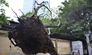 Gió lốc cuốn bay cây phượng lên mái nhà gửi xe