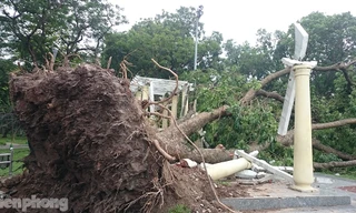 Cổ thụ trong Công viên Thống Nhất đổ la liệt sau cơn cuồng phong