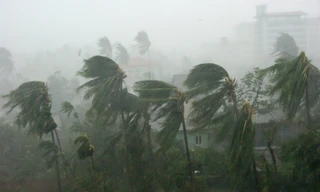 Ảnh minh họa : Wikipedia.