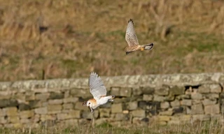 Dường như con chim lợn không để ý thấy chim cắt đang bay đuổi theo để cướp con chuột đồng từ miệng của nó. 