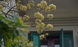 Độc, lạ cây hoa Bún trăm năm tuổi nở rực giữa trời Hà Nội