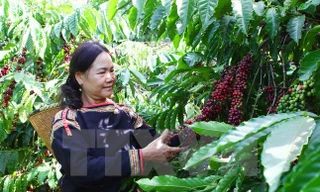 (Ảnh minh họa: Dương Giang/TTXVN).