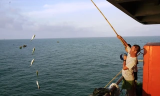 “Lộc biển” ở nhà giàn DK1/10. Ảnh Võ Quang Thường.