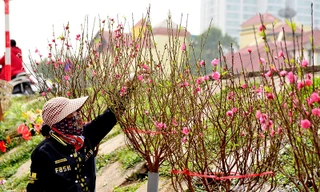 Đào Tết rậm rịch bày bán trên đường phố Hà Nội