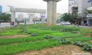 [ẢNH] Vườn rau 'tăng gia' xanh mướt dưới gầm đường sắt Cát Linh