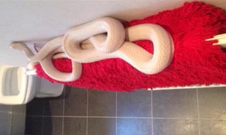 Té ngửa thấy rắn 'khủng' dài 1,8m trong phòng tắm