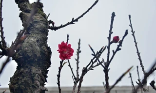 [VIDEO] Ngắm đào 'thất thốn' giá chục triệu ở Hà Nội