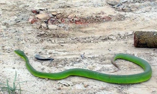 Rắn lục đuôi đỏ xuất hiện tại P.Hòa Khánh Bắc - Ảnh: Nguyễn Tú/ Thanh Niên