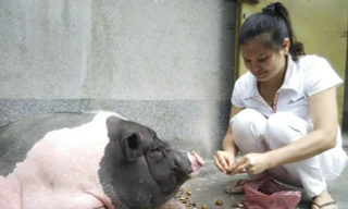 Nuôi lợn hơn 1 tạ trong nhà để làm cảnh