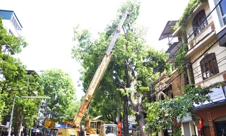 [ẢNH] 'Giải cứu' nhà dân phố cổ khỏi ám ảnh xà cừ bật gốc