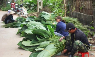 [VIDEO] Làng lá dong lớn nhất Thủ đô nhộn nhịp trước Tết