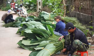 [VIDEO] Làng lá dong lớn nhất Thủ đô nhộn nhịp trước Tết