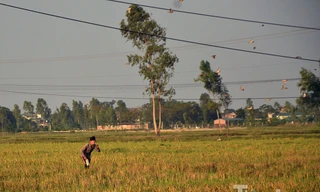 [ẢNH] Theo chân thợ săn chim ở Hà thành