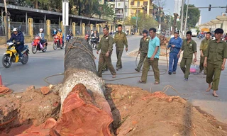 Nuối tiếc nhìn xà cừ bị chặt hạ trên đường Nguyễn Trãi