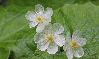 Kỳ lạ loài hoa trong suốt như pha lê khi gặp mưa