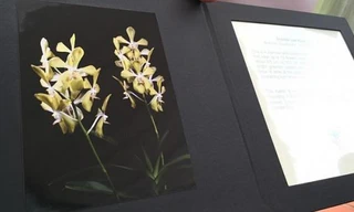 Hoa Aranda Lý Quang Diệu.