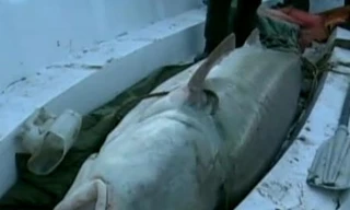 Bắt được cá tầm nặng hơn nửa tấn