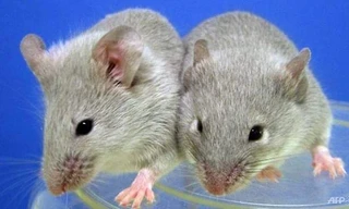 Các nhà khoa học đã thành công trong việc cấy các tế bào sản xuất insulin được chiết xuất từ tế bào gốc vào trong những con chuột bị tiểu đường.