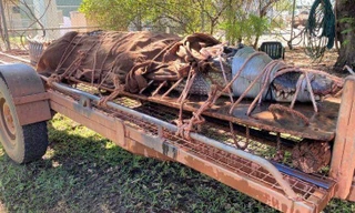 Chú cá sấu nước mặn khổng lồ vừa bị bắt tại Úc.