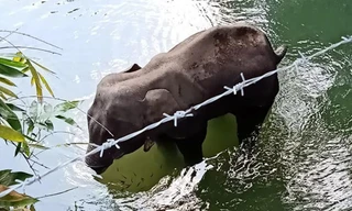 Voi mẹ đã chết trên dòng sông sau khi ăn phải quả dứa chứa chất nổ.