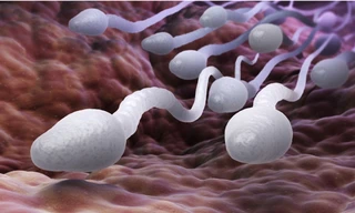 Tinh trùng “không bình thường” sẽ bị cơ quan sinh sản của phụ nữ từ chối