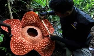 Loài hoa to nhất thế giới bắt đầu nở hoa.