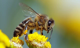 Các bầy ong trên thế giới đang chết hàng loạt vì virus giống như SARS-CoV-2.