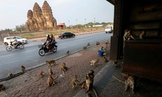 Các chú khỉ tràn vào thành phố vắng bóng người ở Thái Lan.