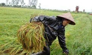 Lúa vụ ba và lũ lụt