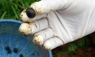 Công nghệ chế biến 'cà phê phân voi' giá nghìn USD