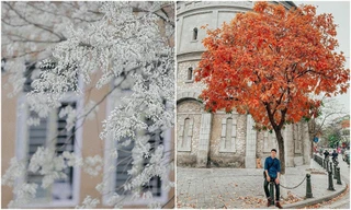 Bất chấp mùa dịch, Hà Nội vẫn đẹp nao lòng khi cây cối đua nhau khoe sắc
