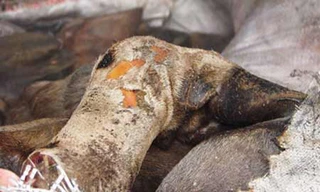 Khách đám cưới không chịu ăn vì chê thịt bị thối