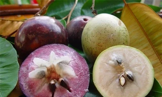 Sau khoảng 10 năm đàm phán, vú sữa Việt Nam chính thức được phép xuất khẩu sang Mỹ.