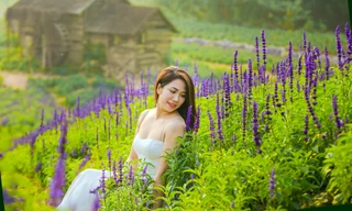 Cánh đồng hoa Nữ hoàng xanh như trời Âu giữa Hà Nội