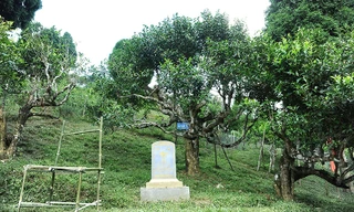 Cận cảnh cây chè tổ Suối Giàng có thân lớn trọn một vòng tay