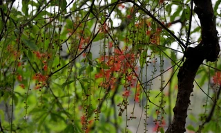 Lộc vừng Hồ Gươm rắc mưa hoa chờ gót son xuống phố