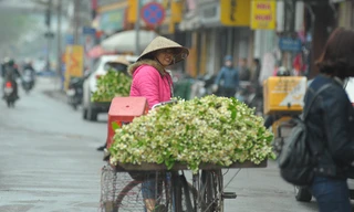 Hoa bưởi dịu dàng về trên phố ngày xuân