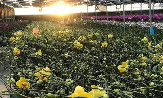 600 cành hoa lan hồ điệp với 7 màu được trồng tại các trang trại ở Lâm Đồng, Ninh Thuận đã khoe sắc tại Đại hội