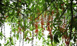 Tháng Tư, lung linh mùa lộc vừng Hồ Hoàn Kiếm nở hoa