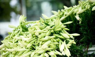 Loài hoa mang dấu ấn tình yêu Hà Nội