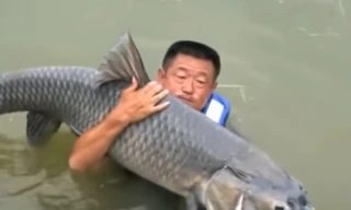 'Đứng tim' với khoảnh khắc cần thủ bị cá trắm khổng lồ kéo xuống hồ