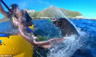 Hải cẩu tát bạch tuộc vào mặt người trên thuyền