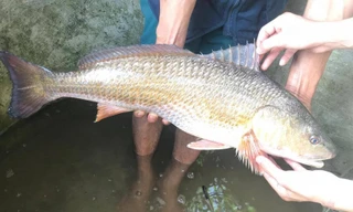 Cá sủ vàng luôn được bán với giá cao