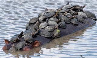 Đàn rùa chen chúc trên lưng hà mã để đi nhờ