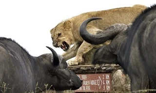 Bị đàn trâu bao vây, sư tử thoát chết trong gang tấc