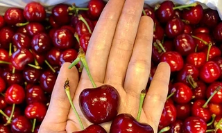 Nho 11 triệu đồng/chùm, dưa hấu 4 triệu/quả vẫn hút giới nhà giàu Việt